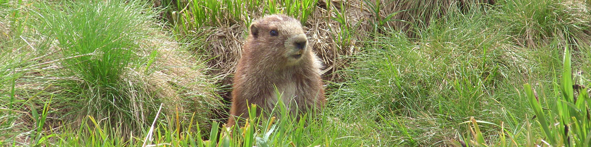 Olympic Mountain Marmot